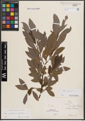 Foto von Salix cinerea L.
